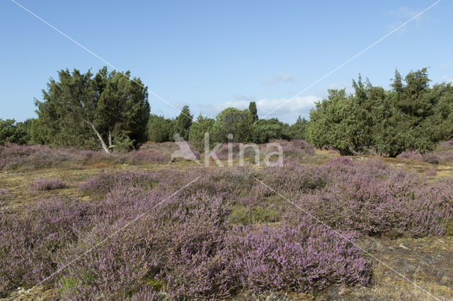 Jeneverbes (Juniperus communis)