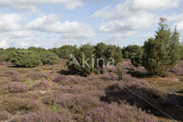 Jeneverbes (Juniperus communis)