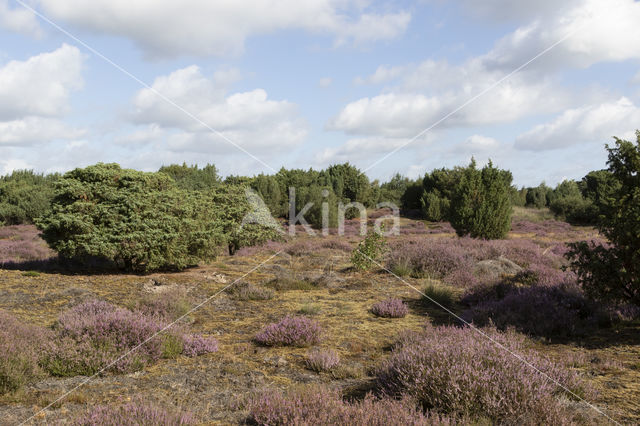 common juniper (Juniperus communis)