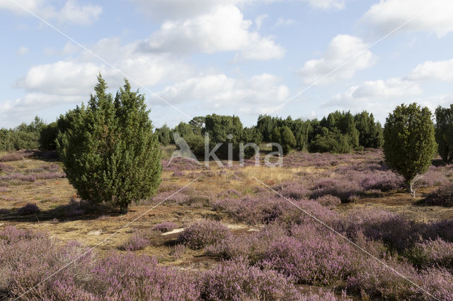 common juniper (Juniperus communis)