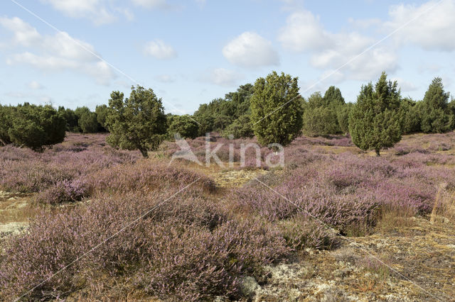 Jeneverbes (Juniperus communis)