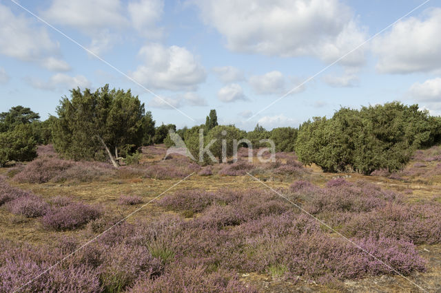 common juniper (Juniperus communis)