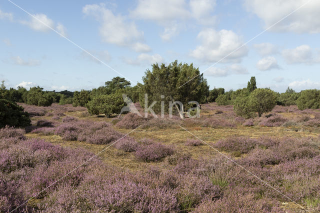 common juniper (Juniperus communis)