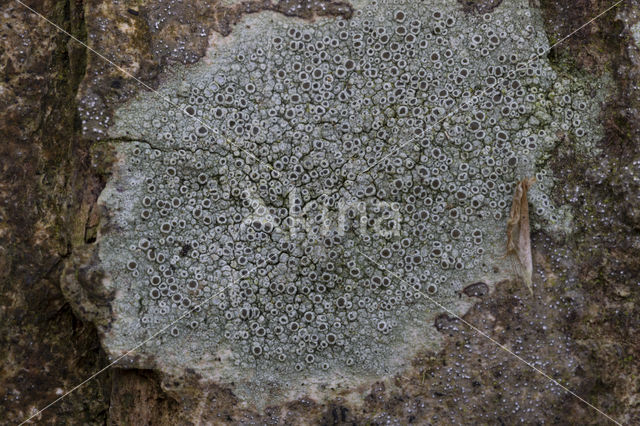 Lecanora argentata