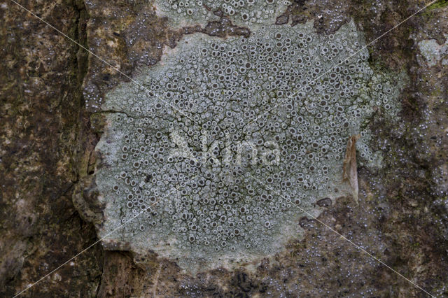 Lecanora argentata