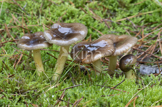 Pine-wood Waxy Cap (Hygrophorus hypothejus var. hypothejus)