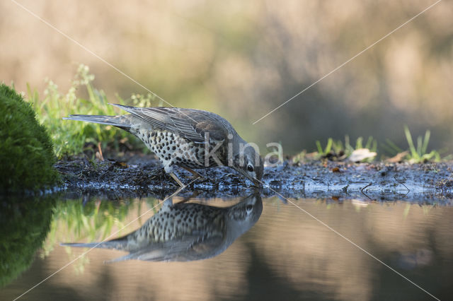 Mistle Thrush (Turdus viscivorus)