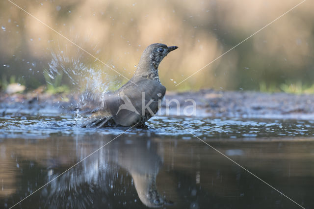 Grote Lijster (Turdus viscivorus)