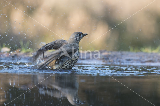 Mistle Thrush (Turdus viscivorus)