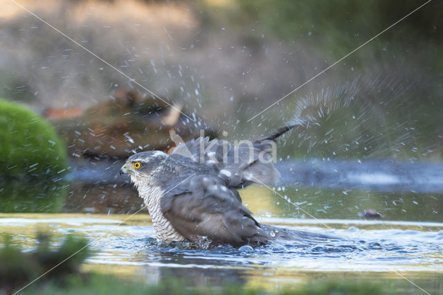 Sperwer (Accipiter nisus)