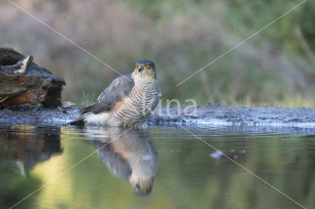 Sperwer (Accipiter nisus)