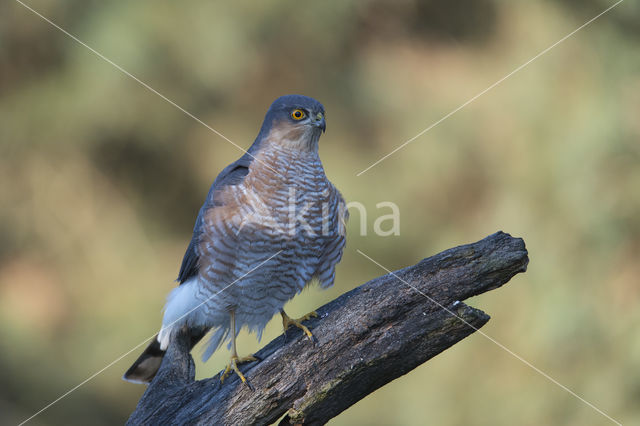 Sparrow Hawk (Accipiter nisus)