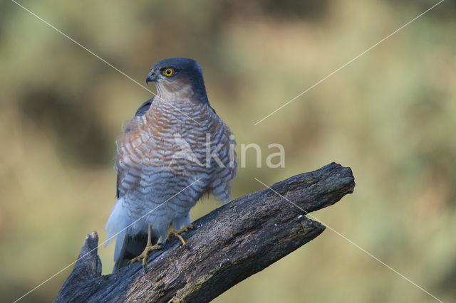 Sparrow Hawk (Accipiter nisus)