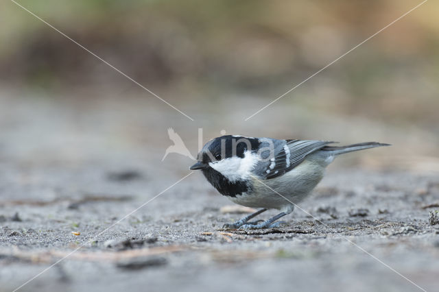 Zwarte Mees (Parus ater)