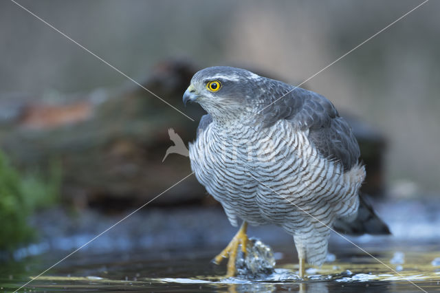 Sparrow Hawk (Accipiter nisus)