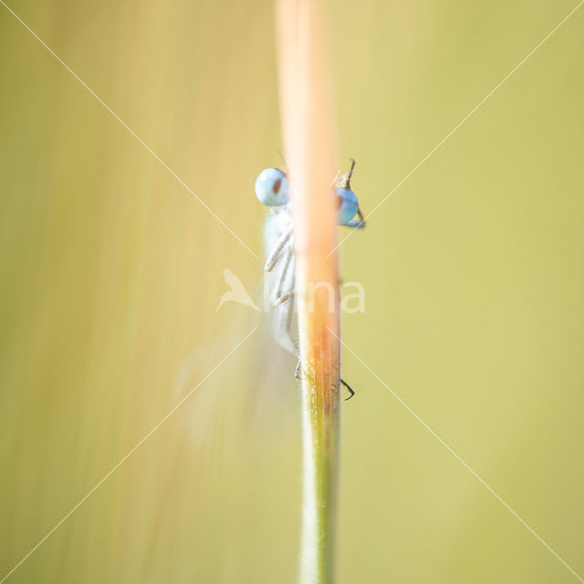 Common Blue Damselfly (Enallagma cyathigerum)