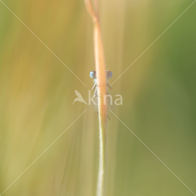 Common Blue Damselfly (Enallagma cyathigerum)