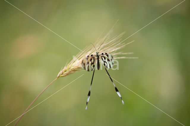 Spoon-winged lacewing (Nemoptera sinuata)