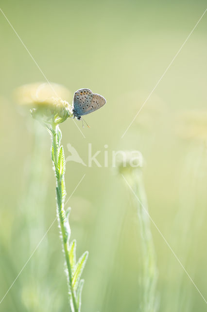 Silver Studded Blue (Plebejus argus)