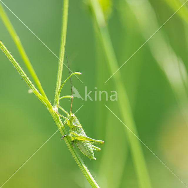 Bush-cricket