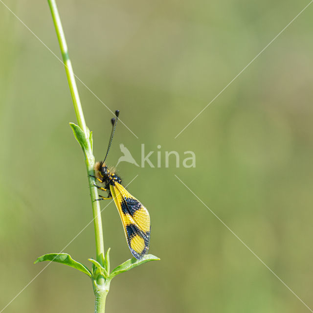 Vlinderhaft (Libelloides macaronius)