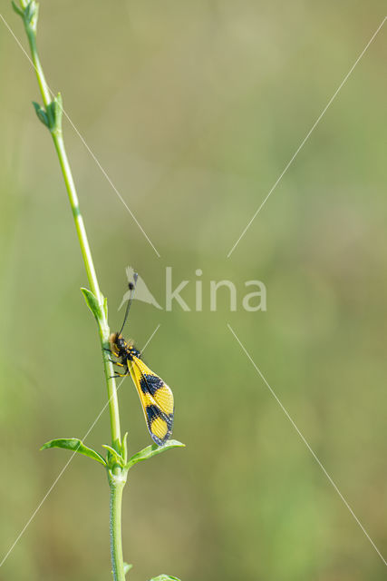 Vlinderhaft (Libelloides macaronius)