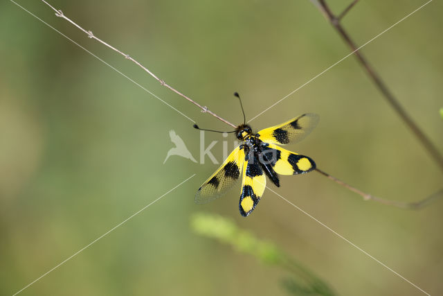 Vlinderhaft (Libelloides macaronius)