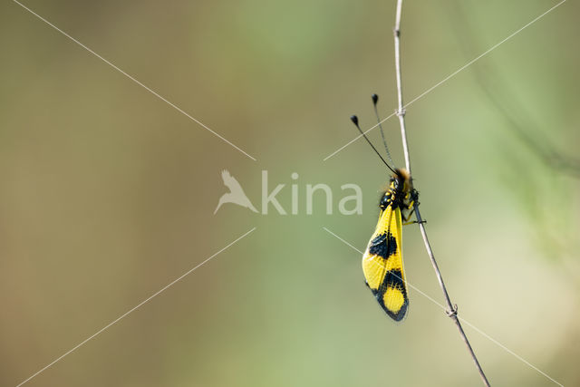Vlinderhaft (Libelloides macaronius)