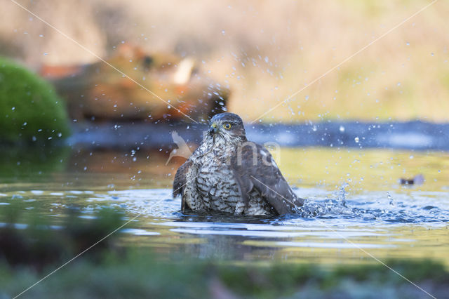 Sparrow Hawk (Accipiter nisus)