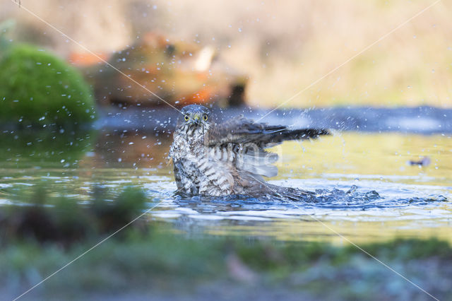 Sperwer (Accipiter nisus)