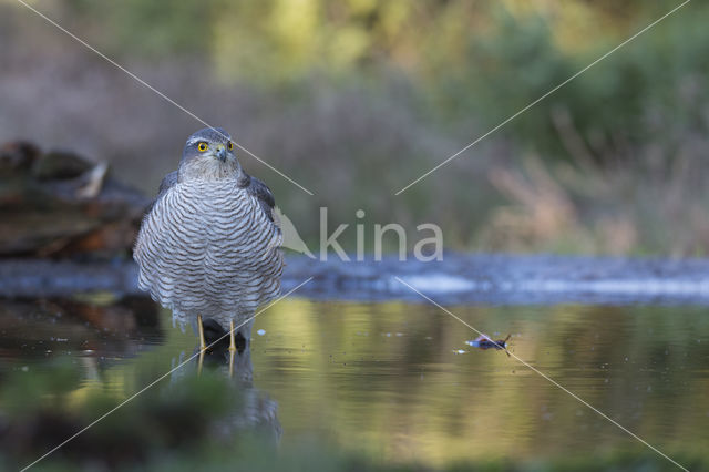 Sperwer (Accipiter nisus)