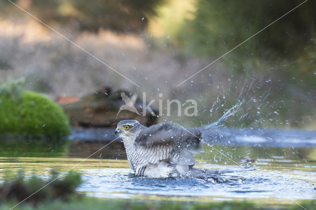 Sparrow Hawk (Accipiter nisus)