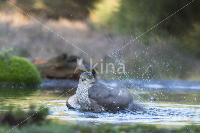 Sparrow Hawk (Accipiter nisus)