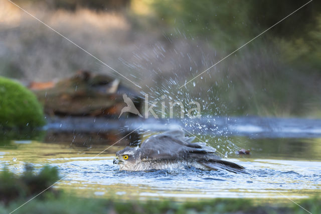 Sparrow Hawk (Accipiter nisus)