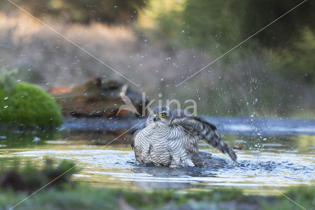 Sperwer (Accipiter nisus)