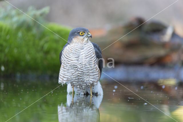 Sparrow Hawk (Accipiter nisus)