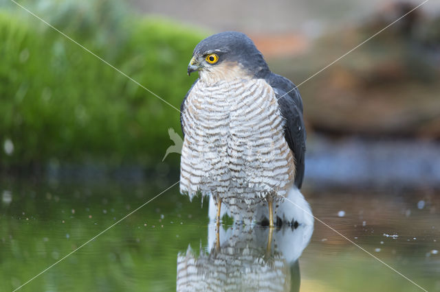 Sparrow Hawk (Accipiter nisus)