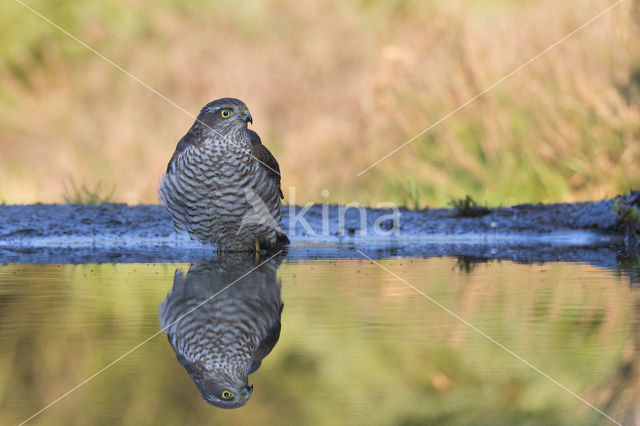 Sparrow Hawk (Accipiter nisus)