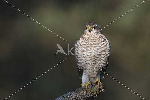 Sparrow Hawk (Accipiter nisus)