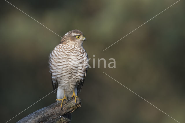 Sperwer (Accipiter nisus)