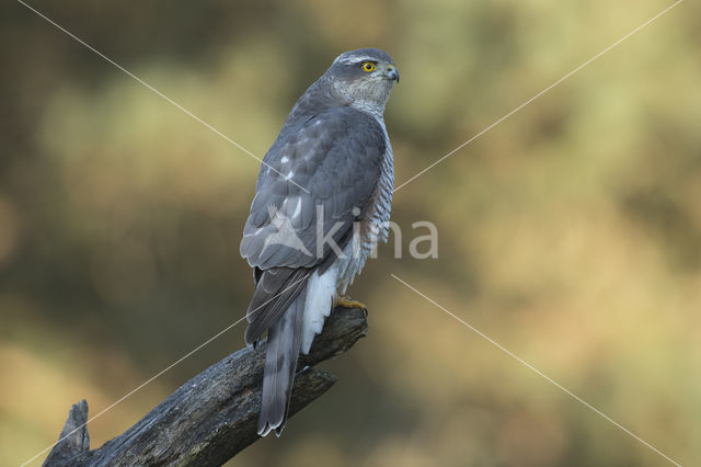 Sparrow Hawk (Accipiter nisus)