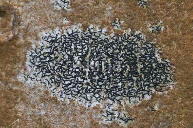 Zwart schriftmos (Opegrapha atra)