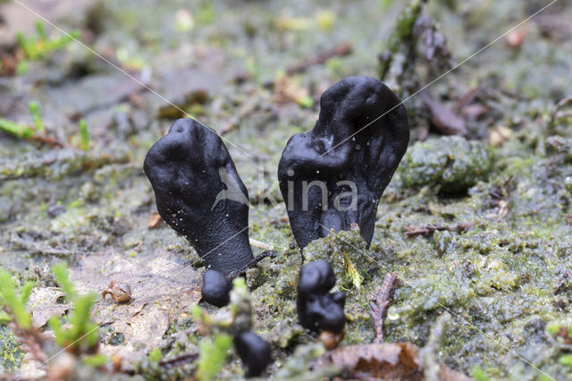 Zandaardtong (Geoglossum arenarium)