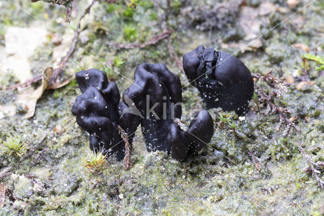 Zandaardtong (Geoglossum arenarium)