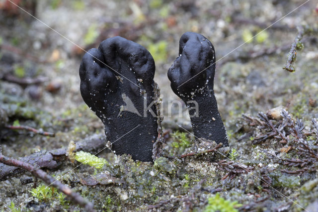 Zandaardtong (Geoglossum arenarium)