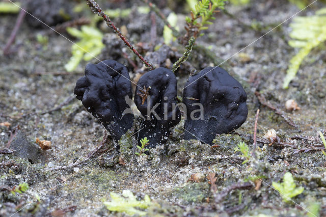 Zandaardtong (Geoglossum arenarium)