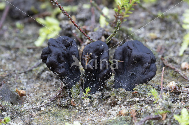 Zandaardtong (Geoglossum arenarium)