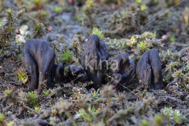 Zandaardtong (Geoglossum arenarium)