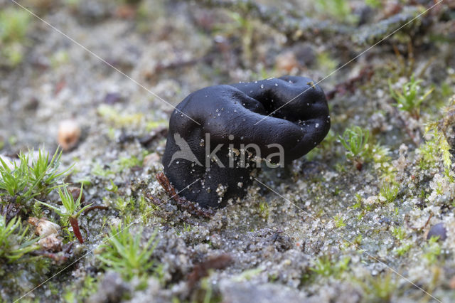 Zandaardtong (Geoglossum arenarium)