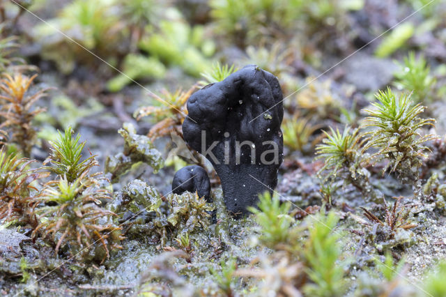 Zandaardtong (Geoglossum arenarium)